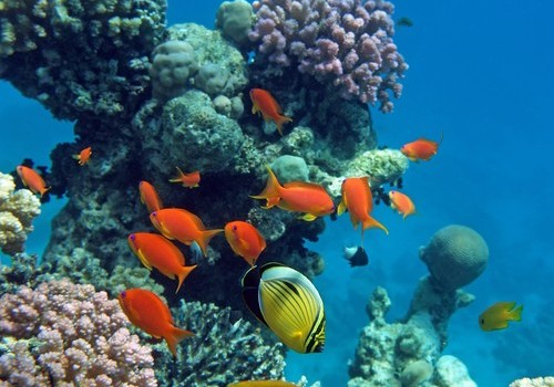 sharm_el_sheikh